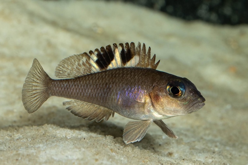 Lamprologus kungweensis 'Burton Bay'